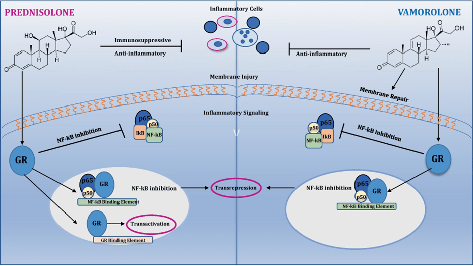 Disease Digest: Duchenne Muscular&nbsp;Dystrophy